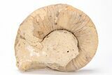 Ordovician Nautiloid (Plectoceras) Fossil - Wisconsin #215198-1